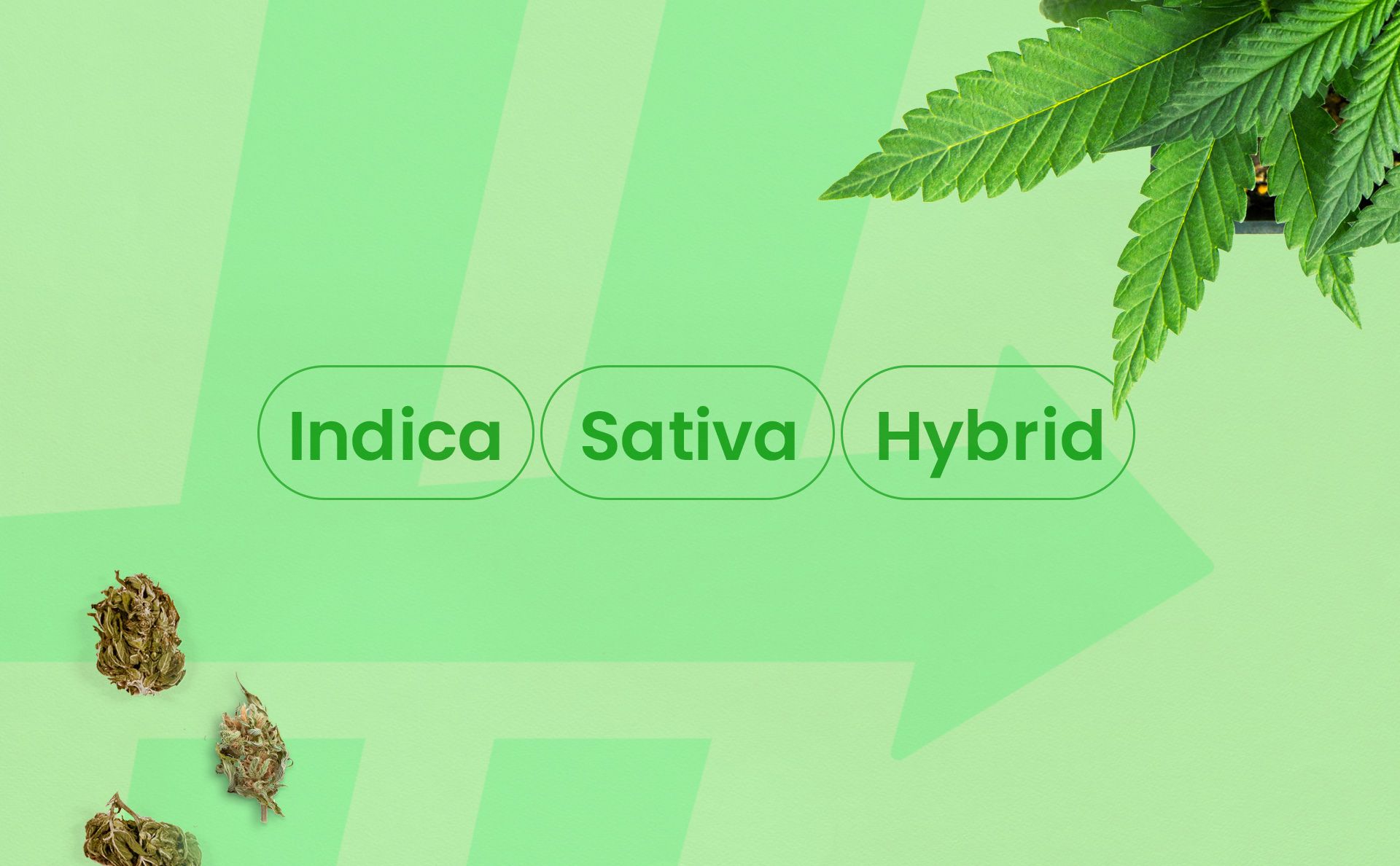 Indica vs Sativa vs Hybrid