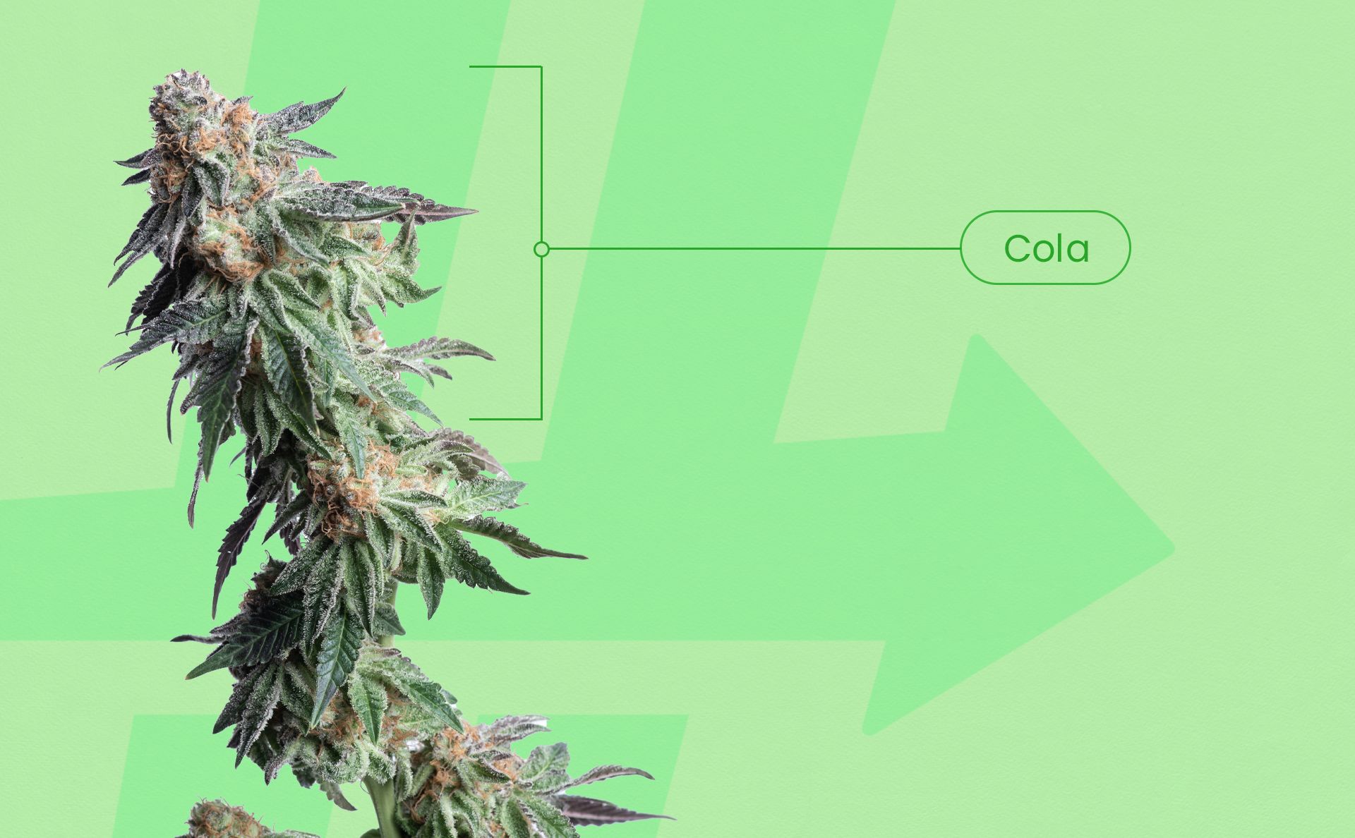 Plant_Cola.jpg