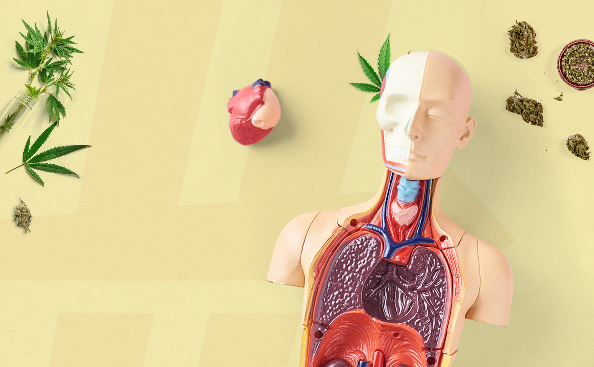 What are Cannabinoid Receptors?