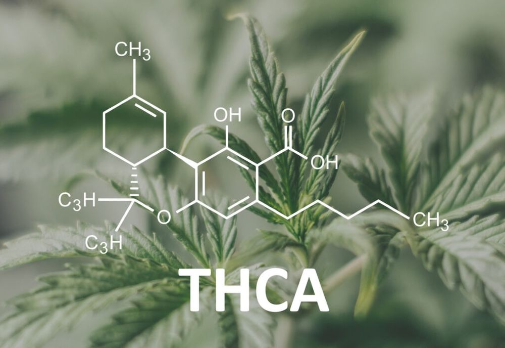 What is going on with THCA and What is it?