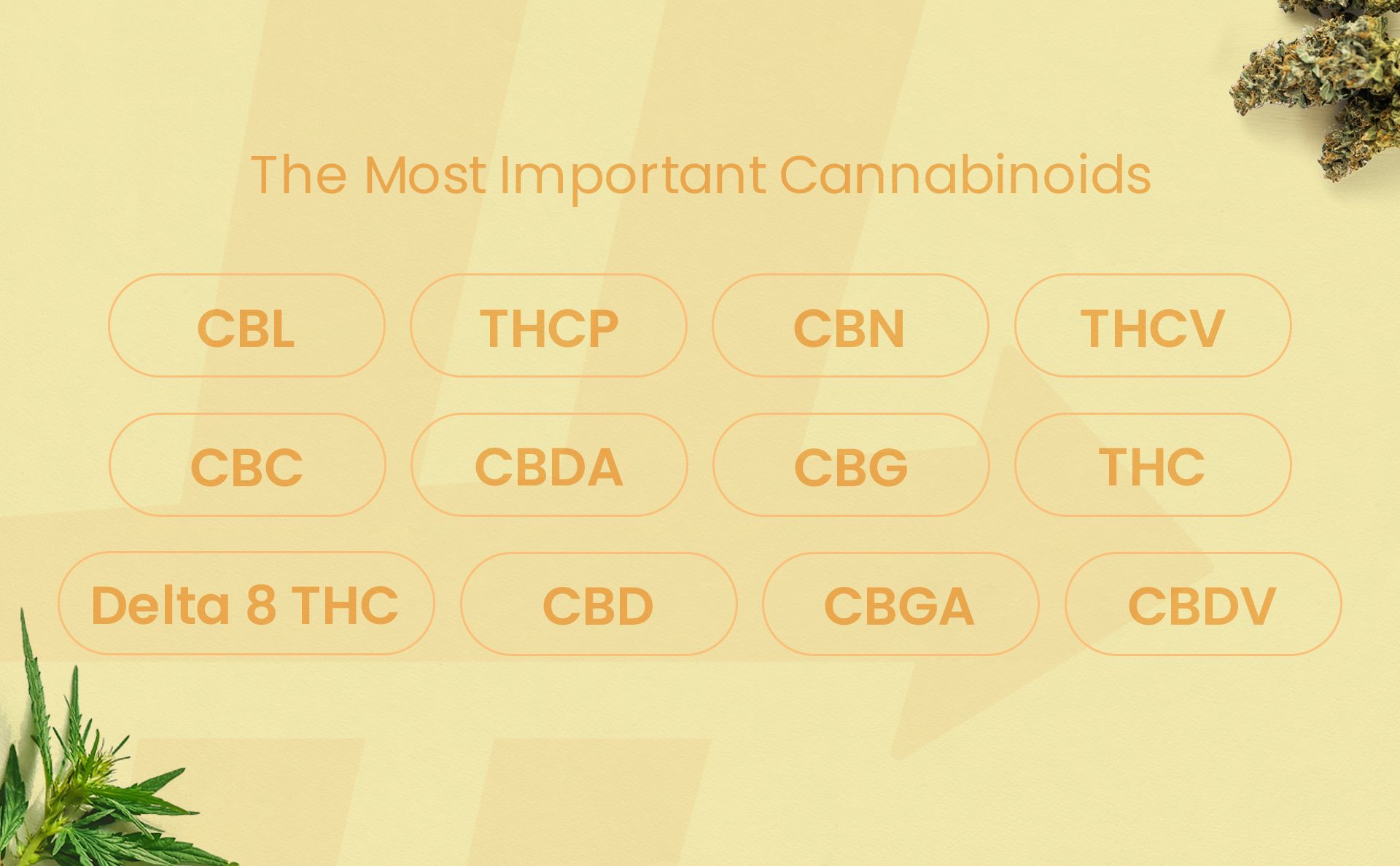The Most Important Cannabinoids.jpg