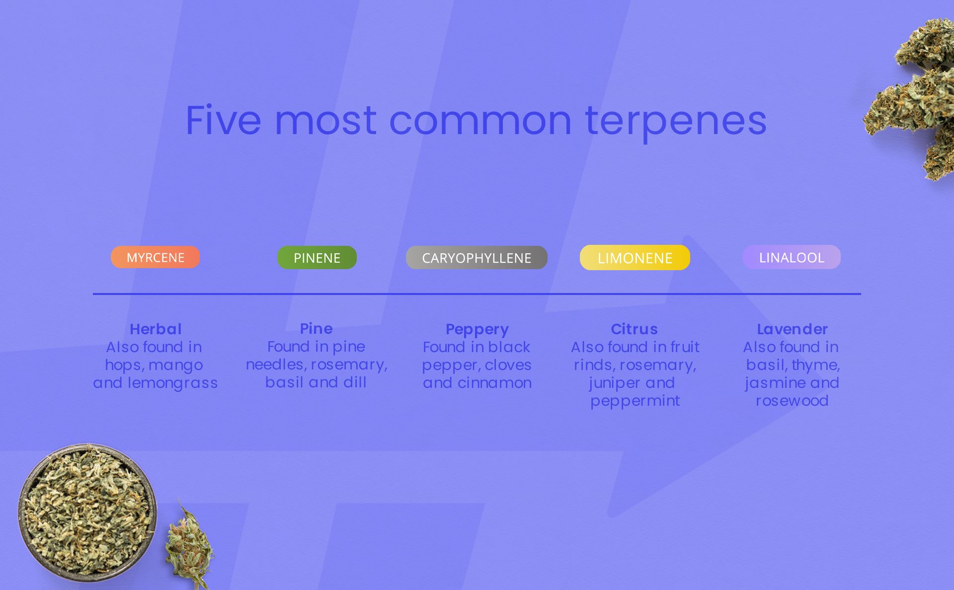 WhatareTerpenes.jpg