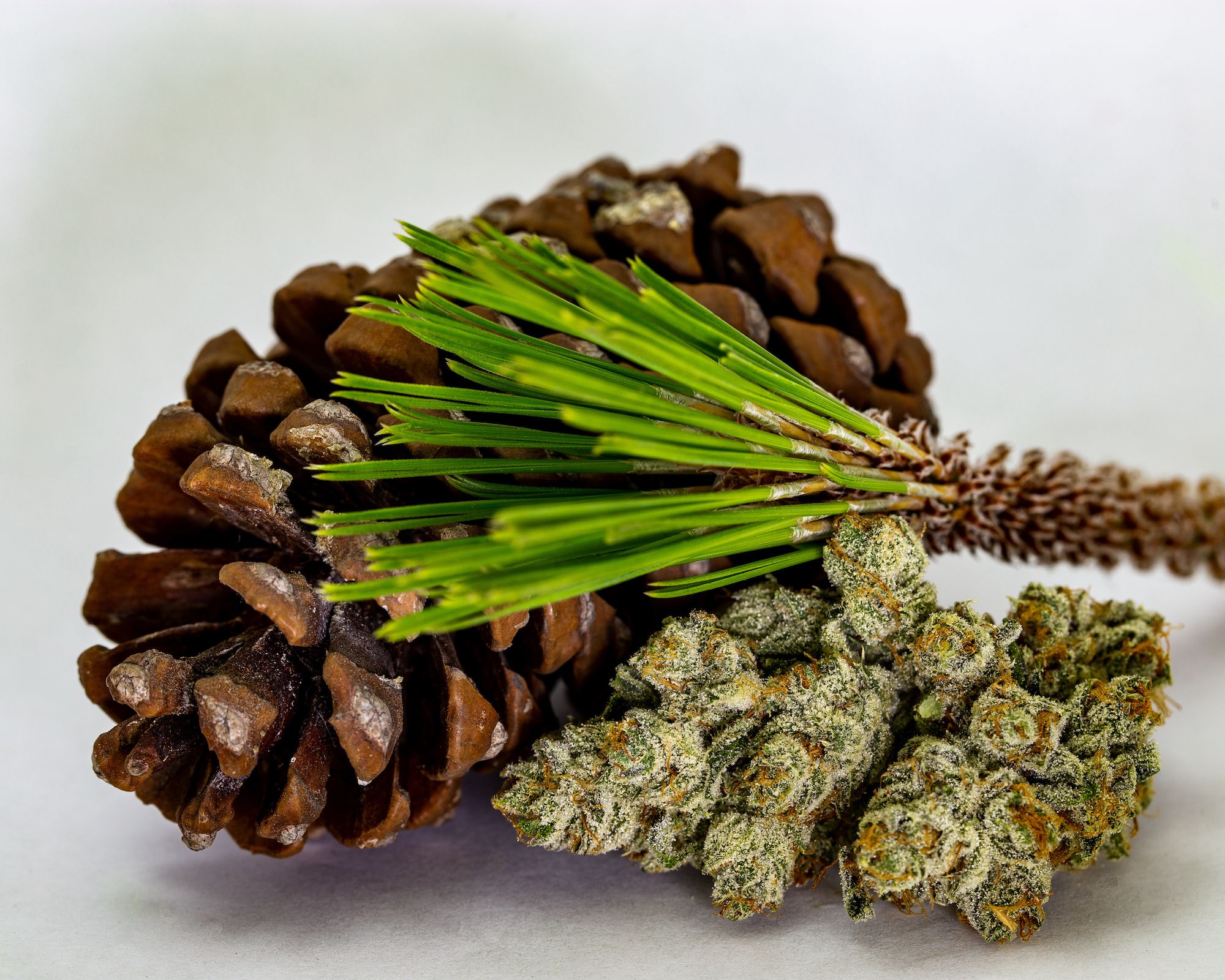 cannabis_bud_beside_pinecone.jpeg