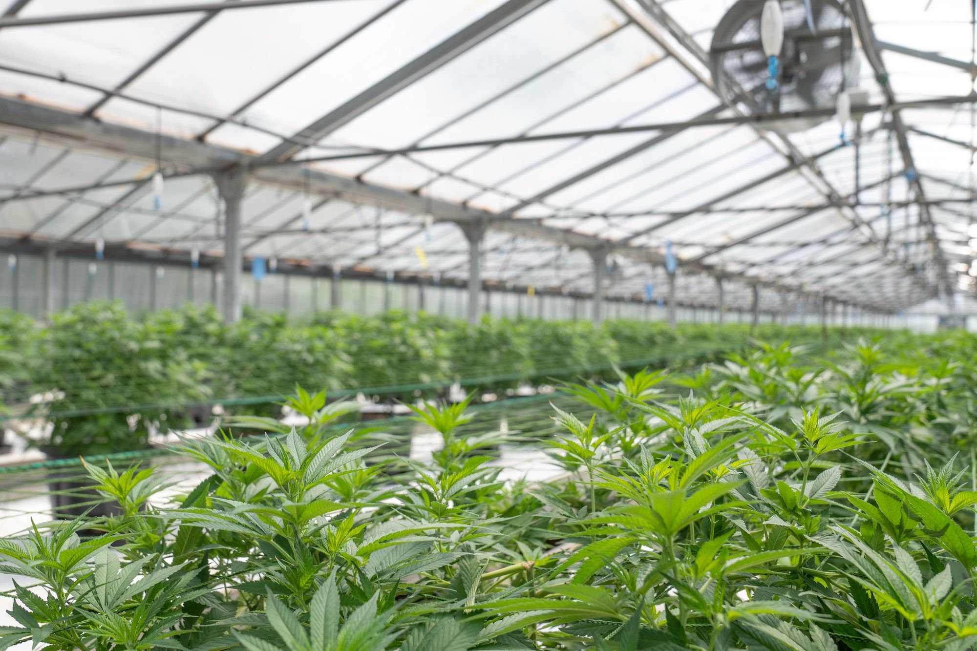 cannabis-in-greenhouse.jpg