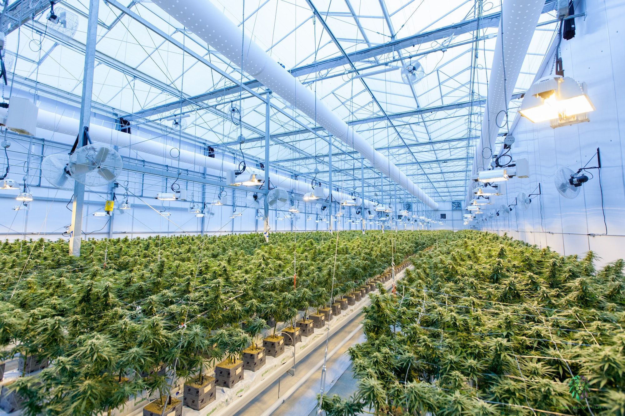 indoor-cannabis-cultivation-facility.jpg