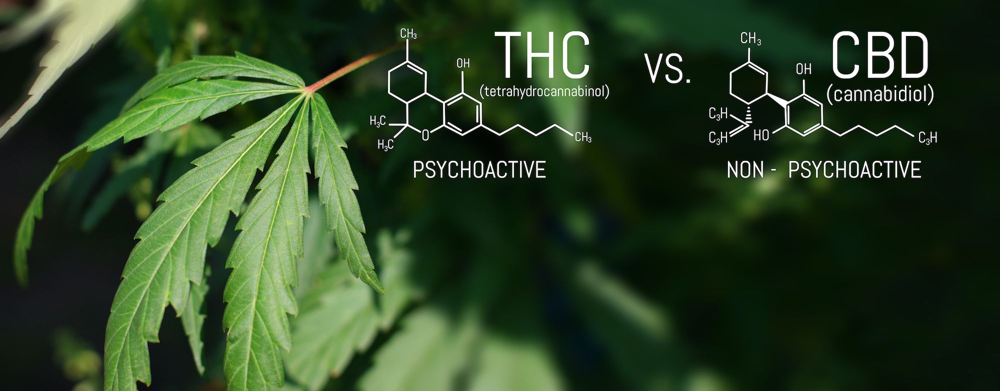 thc-vs-cbd