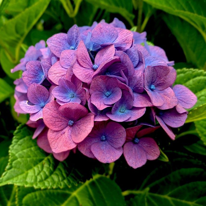 hydrangea-flower-closeup.jpg