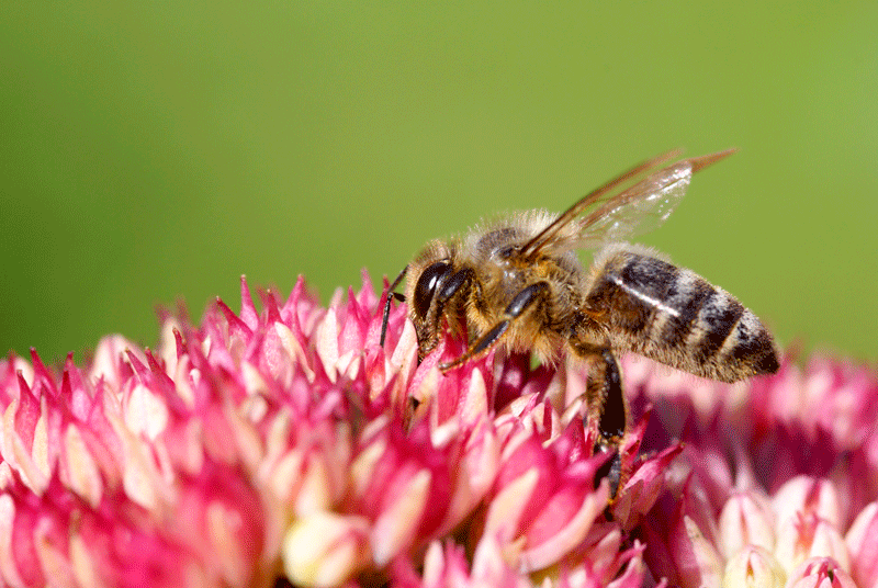 Bee on a sedum plant