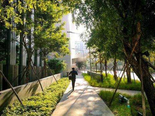 Man walking though a corridor of trees