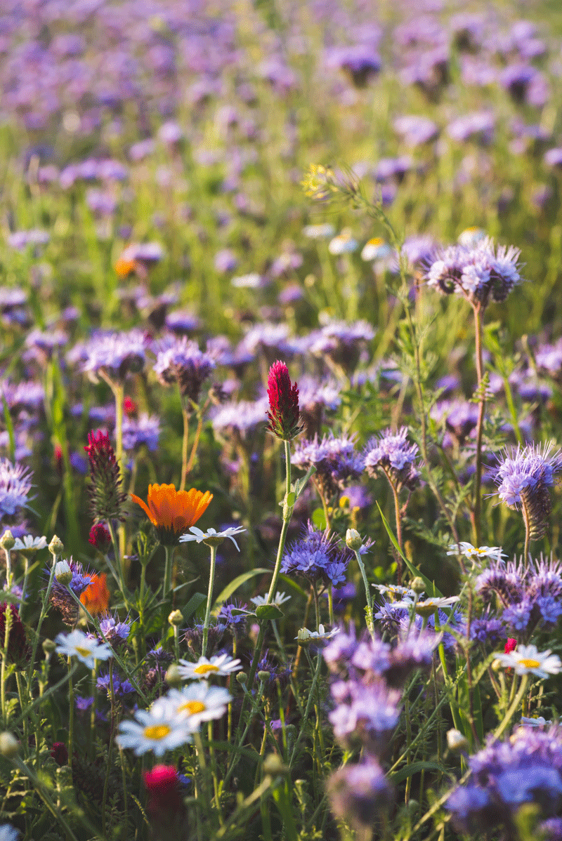 Biodiverse urban meadow