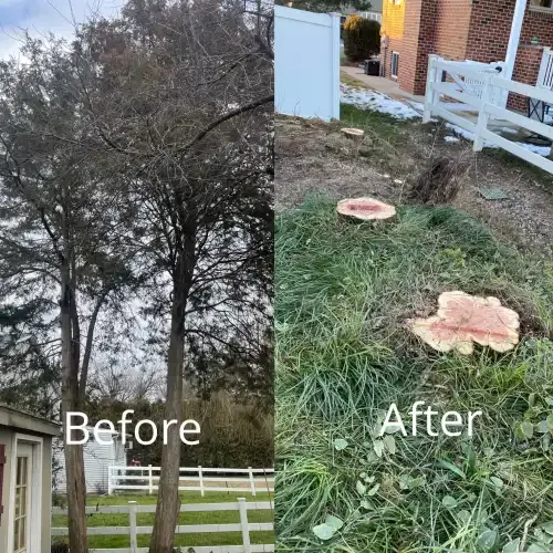 Trees before and after being cut down
