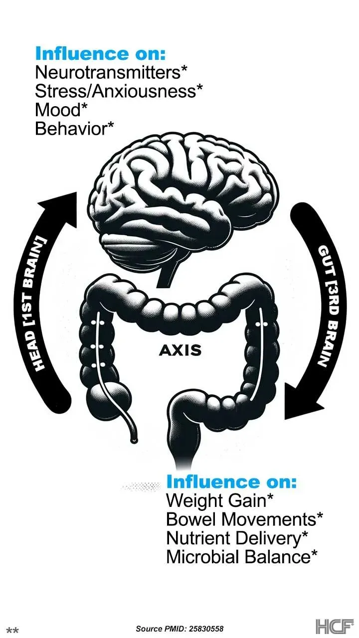 Head-First-Brain-Img1-720x1280.webp