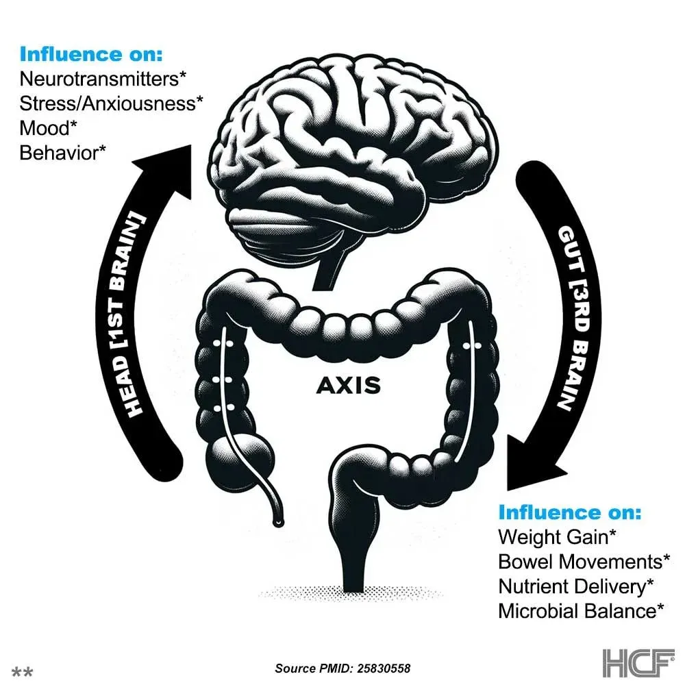 Head-First-Brain-Img1.webp