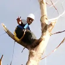 Aaron  - Arborist