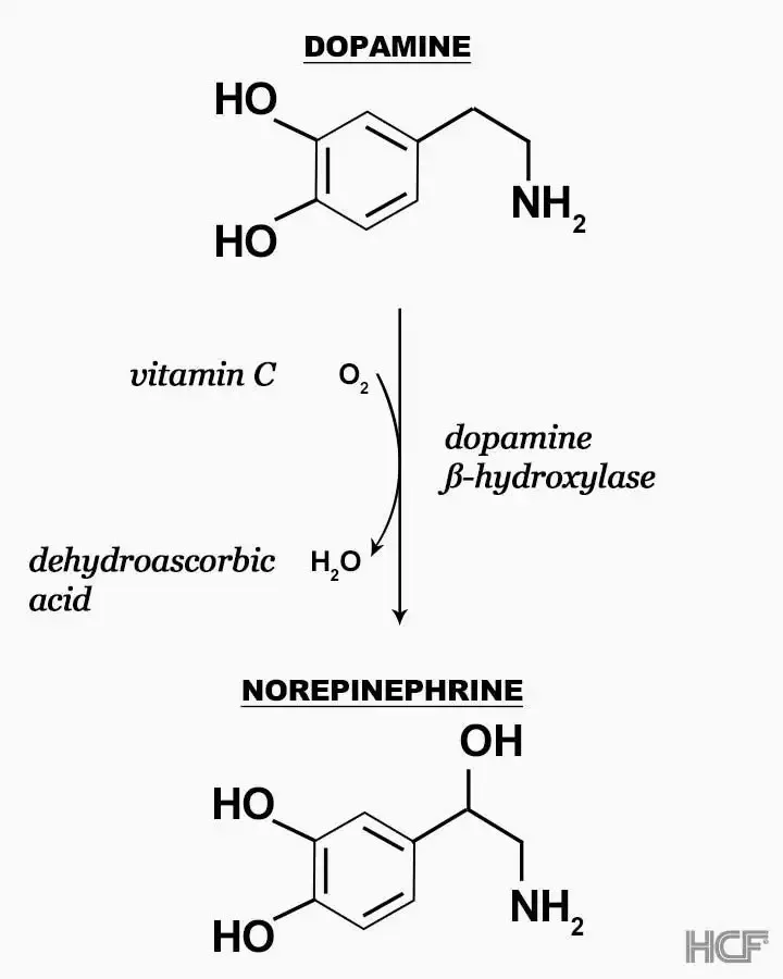Vitamin-C-Brain-Img2-720x900.webp