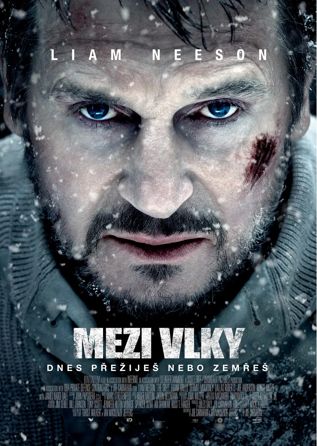 Mezi vlky 2011