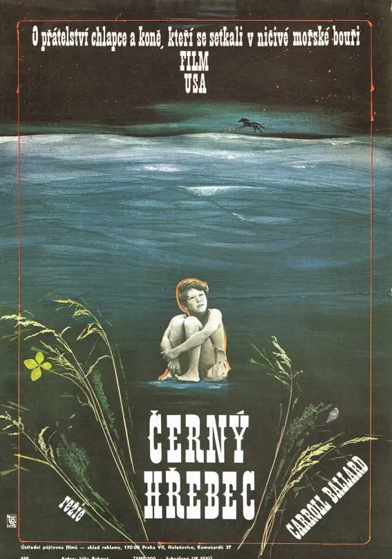 Černý hřebec 1979
