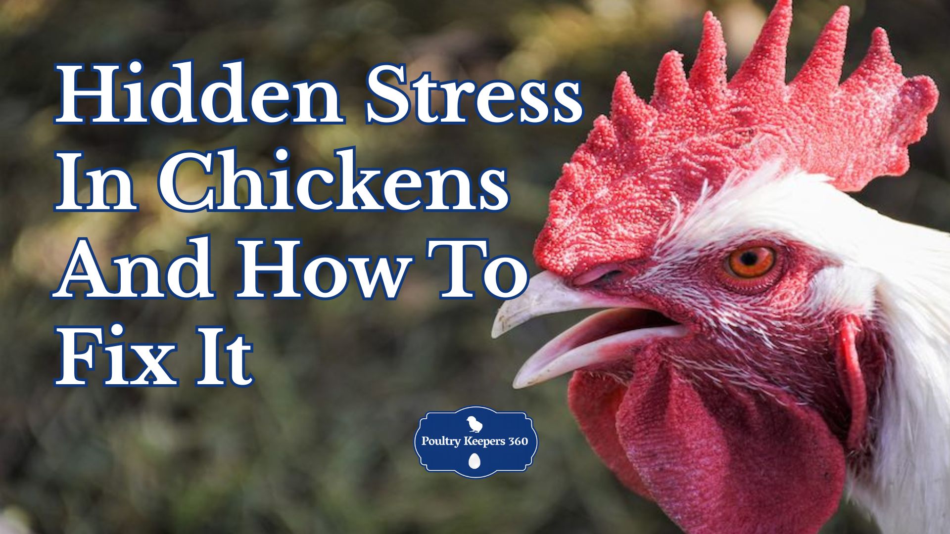 Chicken Compression Hidden Stress in Chickens and How to Fix It
