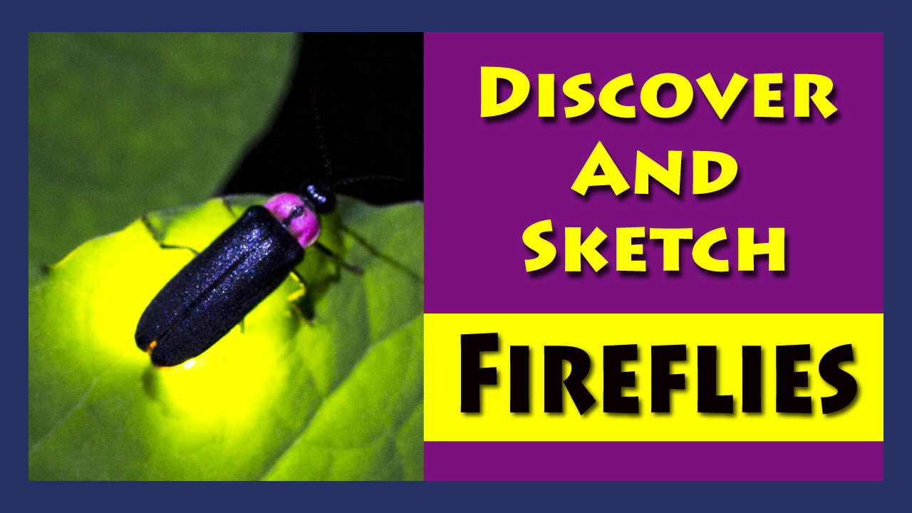 Discover and Sketch Fireflies!
