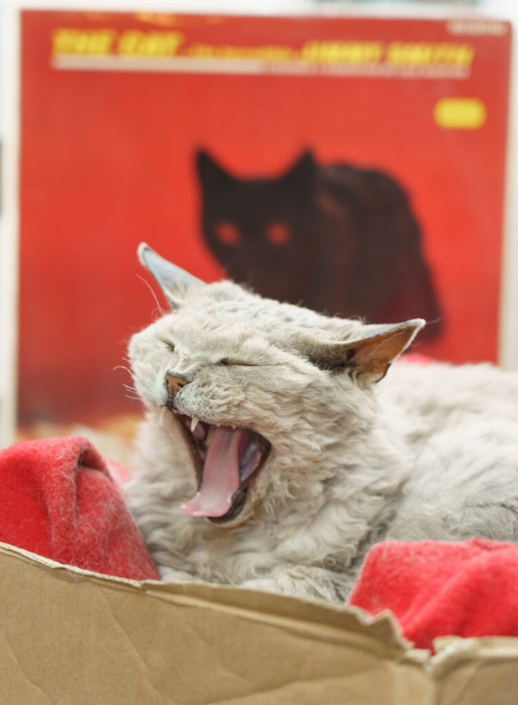 Sharp-eyed shoppers might have spotted Enid, a small, grey Rex cat snoozing on top of a loudspeaker in the window of Sound Records. Enid the record store cat
