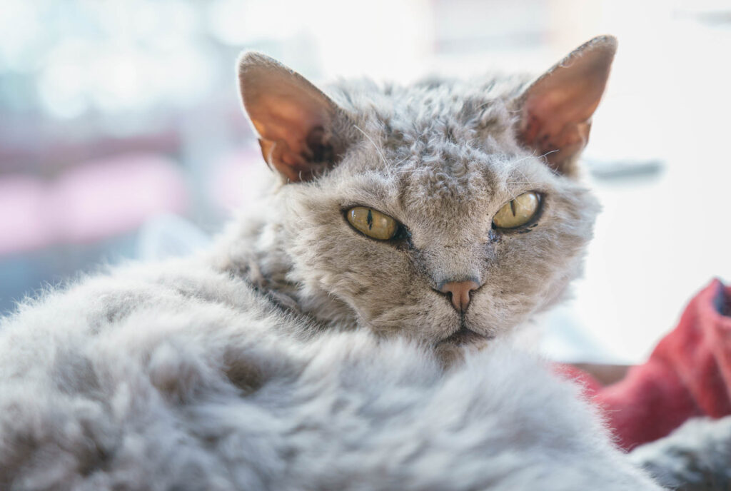 Sharp-eyed shoppers might have spotted Enid, a small, grey Rex cat snoozing on top of a loudspeaker in the window of Sound Records. Enid the record store cat