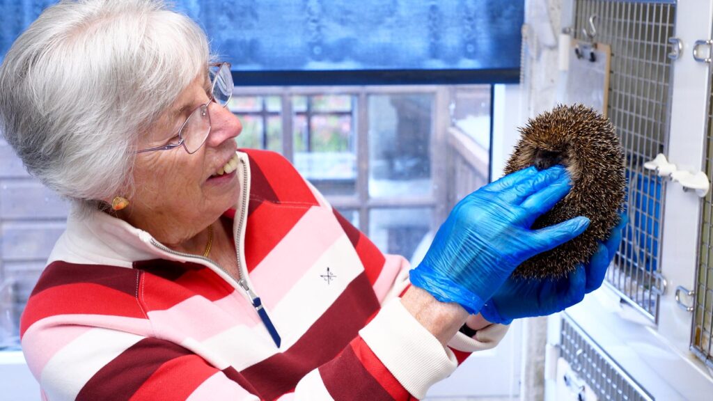 A plucky hedgehog attacked by a fox has been given a clean bill of health – despite losing a leg, writes Simon Hacker. Carole Deuten, a carer at the Help a Hedgehog Hospital in Kings Stanley, with one of the patients.