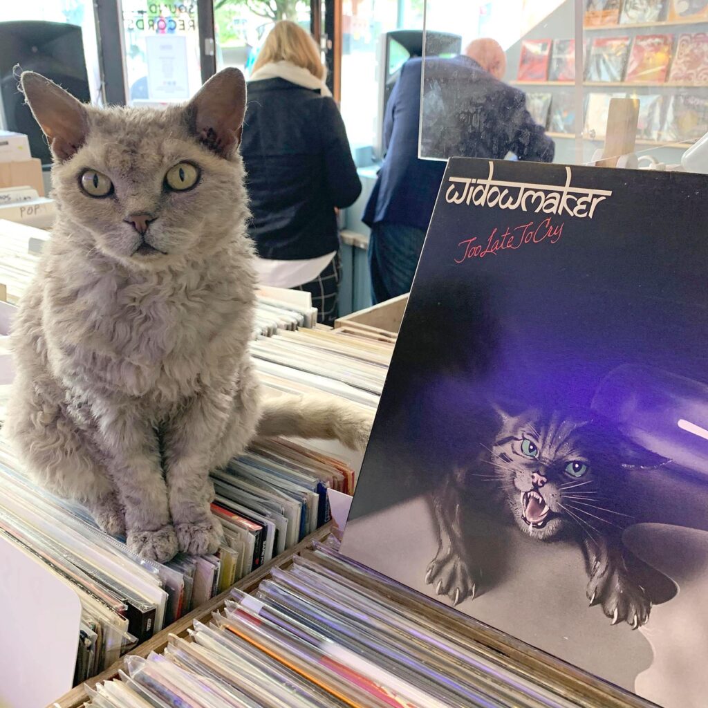 Sharp-eyed shoppers might have spotted Enid, a small, grey Rex cat snoozing on top of a loudspeaker in the window of Sound Records. Enid the record store cat
