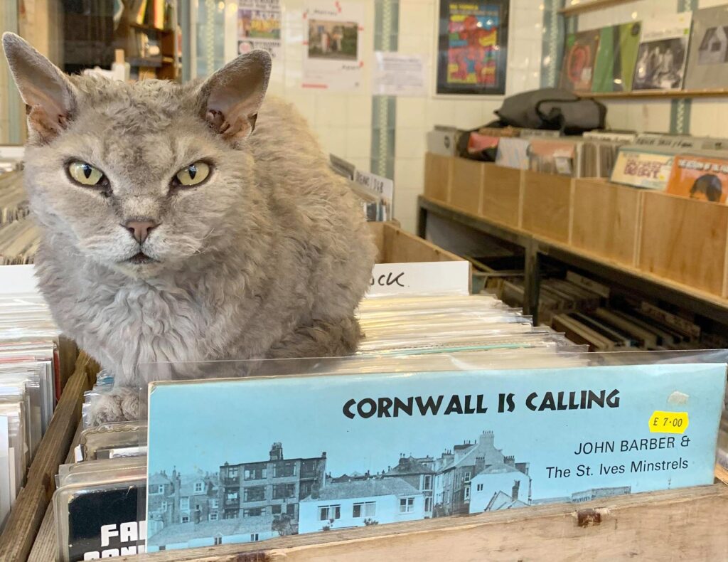 Sharp-eyed shoppers might have spotted Enid, a small, grey Rex cat snoozing on top of a loudspeaker in the window of Sound Records. Enid the record store cat