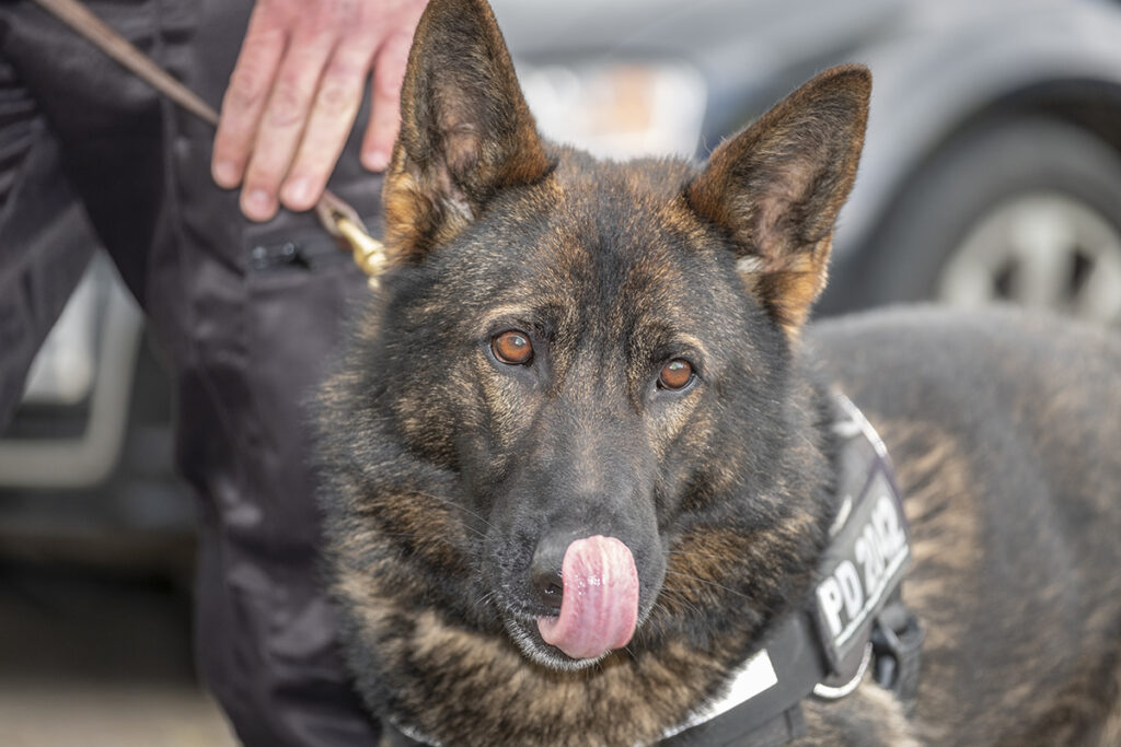 Gloucestershire Constabulary has welcomed three new crime-fighting canines to the Dog Unit and said goodbye to three retiring canines. new police dog Frost.