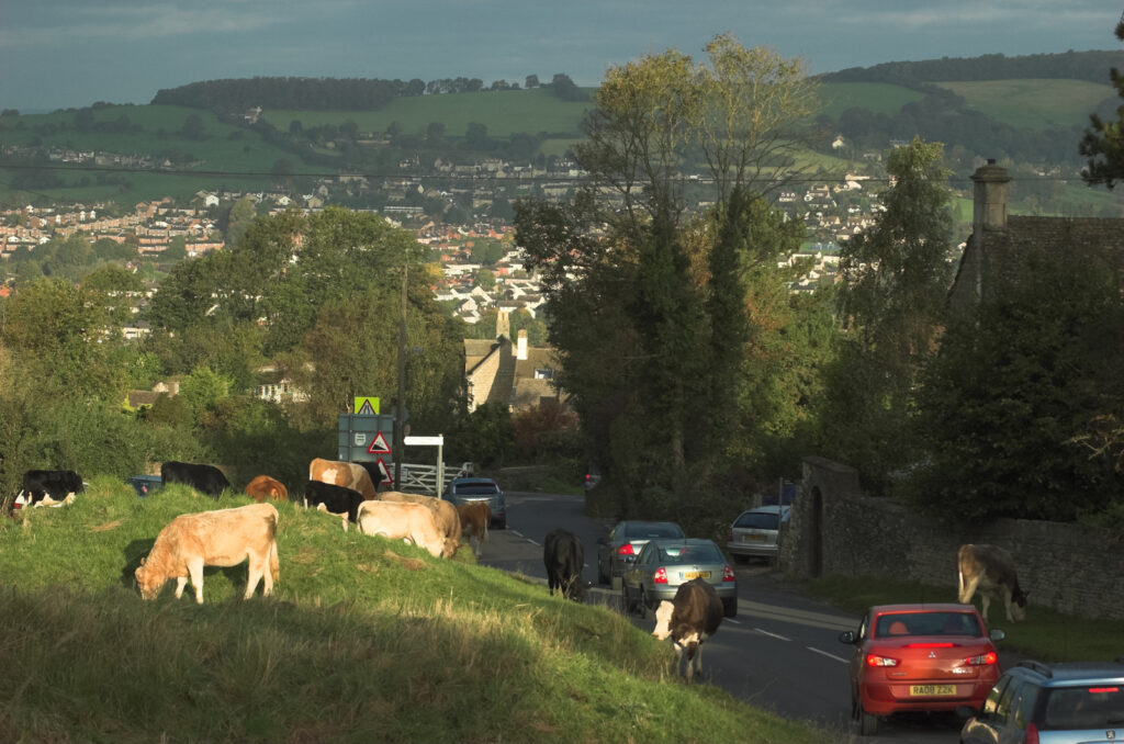 Local residents asked to give cows and other livestock their own ‘social distance’ as they are released onto Minchinhampton and Rodborough Commons tomorrow, Thursday. Image 2 CREDIT © Ian Peters | Moove-over: Cows are back on the commons