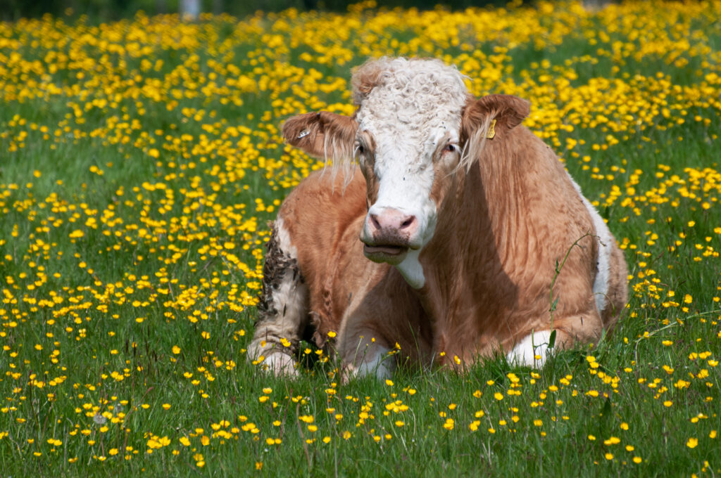 Cows are set to be released onto Minchinhampton and Rodborough Commons tomorrow, Friday. Image 4 CREDIT © Ian Peters | Moove-over: Cows due back on the commons