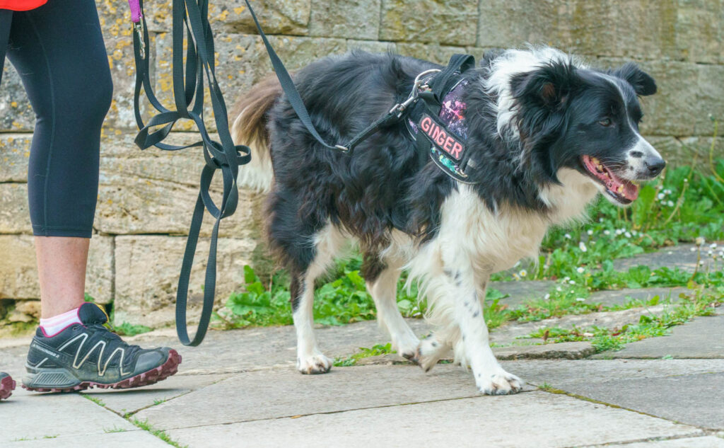 Maria Daley, from Standish, runs For Paws Dog Training and group trailing sessions are held in both urban and rural locations: “A human will set a trail, just by walking a route. They'll have a reward for the dog that is searching for them, either treats or a toy, whichever the individual dog prefers. It's all about tailoring it to that individual dog and making it work for them,” explained Maria. DSC09637 | Sniffing out the benefits of dog trailing