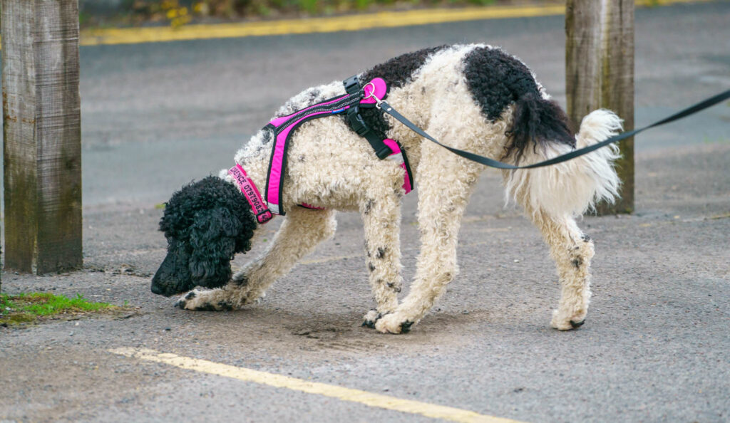 Maria Daley, from Standish, runs For Paws Dog Training and group trailing sessions are held in both urban and rural locations: “A human will set a trail, just by walking a route. They'll have a reward for the dog that is searching for them, either treats or a toy, whichever the individual dog prefers. It's all about tailoring it to that individual dog and making it work for them,” explained Maria. DSC09895 | Sniffing out the benefits of dog trailing