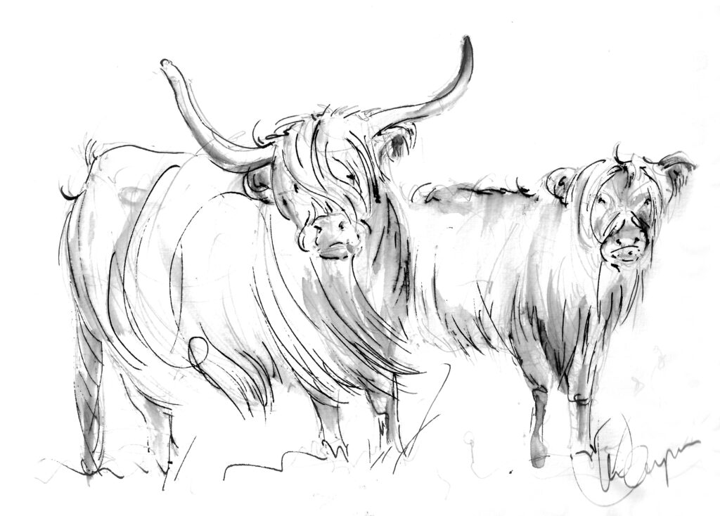 Highland Cow 7 | The art of cows
