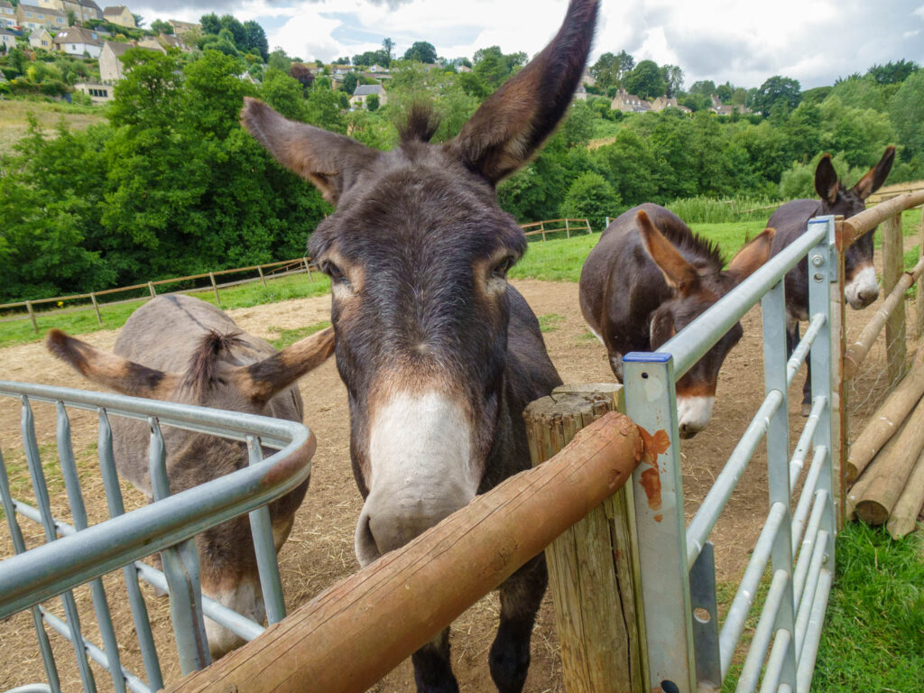 The Nailsworth Donkey Sanctuary has been a strong part of the community since 2015, when Tim Powell rescued Gussy the donkey from the Brecon Beacons, the sanctuary naturally evolved from the animal’s need for companionship. Donkey Sanctuary 4 | Sanctuary provides a loving home for rescued donkeys