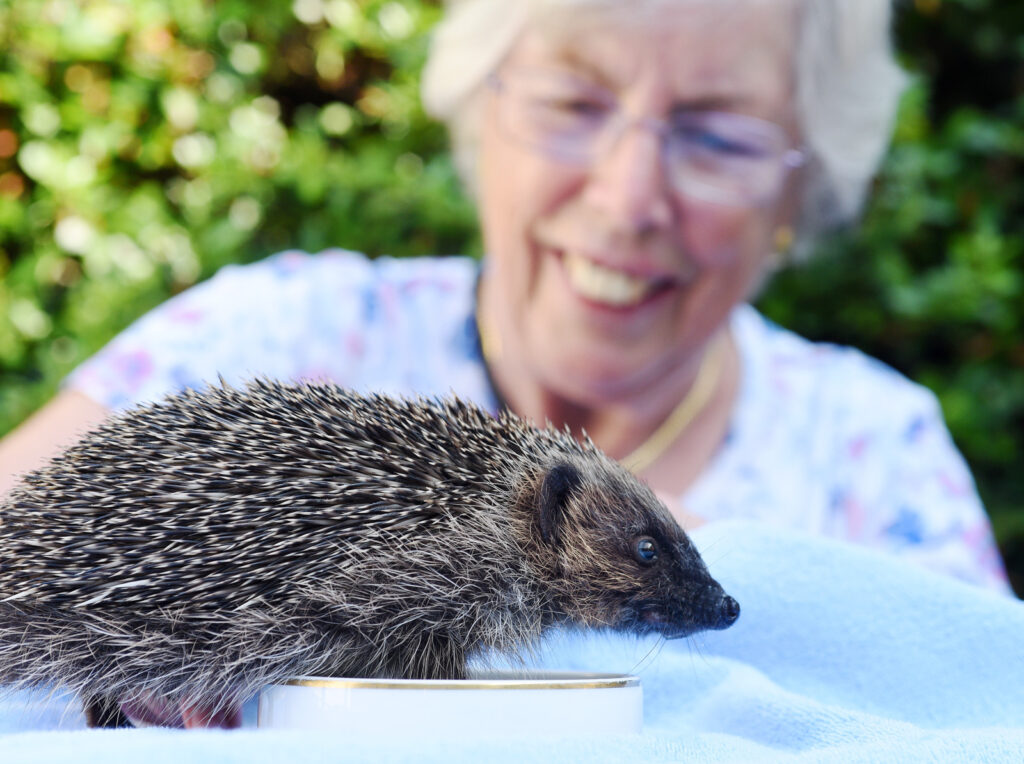 Hedgehog 1 | Can you help keep a hedgehog cool?