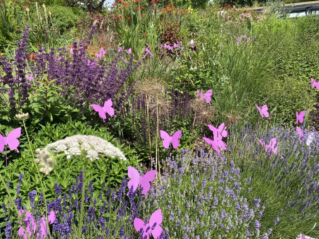 One thousand butterflies have descended on Stroud. Longfield Hospice Butterfly Display Museum in the Park 2 1 | One thousand butterflies land at the museum
