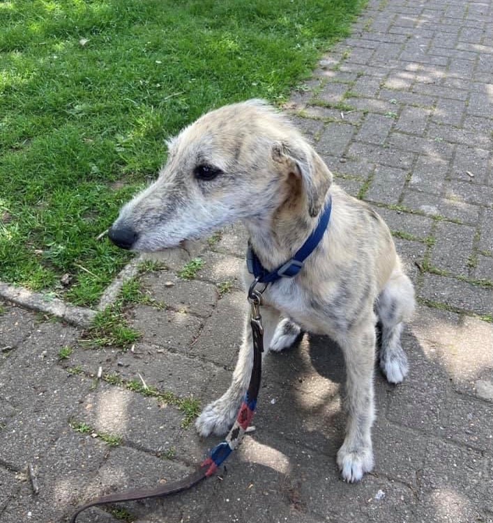 Police are appealing for information as a puppy is believed to have been stolen in Nailsworth yesterday, Thursday, July 8th. Photo 2 | Help locate suspected stolen puppy
