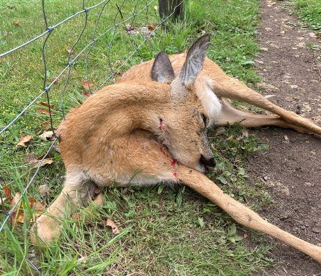 unnamed | Deer shot dead (warning graphic image)