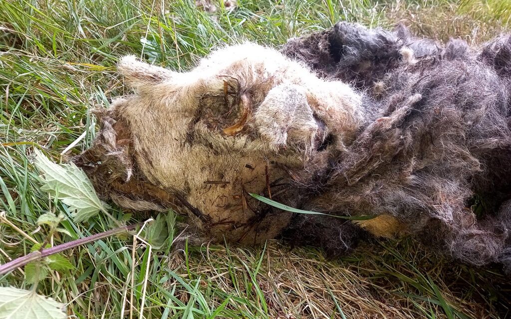 A couple made a gruesome discovery at the entrance to Upper Balls Green Quarry near Nailsworth. animal1 | Warning graphic images: gruesome discovery near Nailsworth