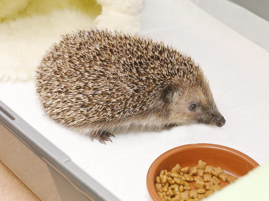 Help a Hedgehog Hospital’s new centre in Brimscombe opened last month, effectively doubling the charity’s ability to treat sick and injured hedgehogs. Help Hedgehog 4 | New hospital to help poorly hedgehogs
