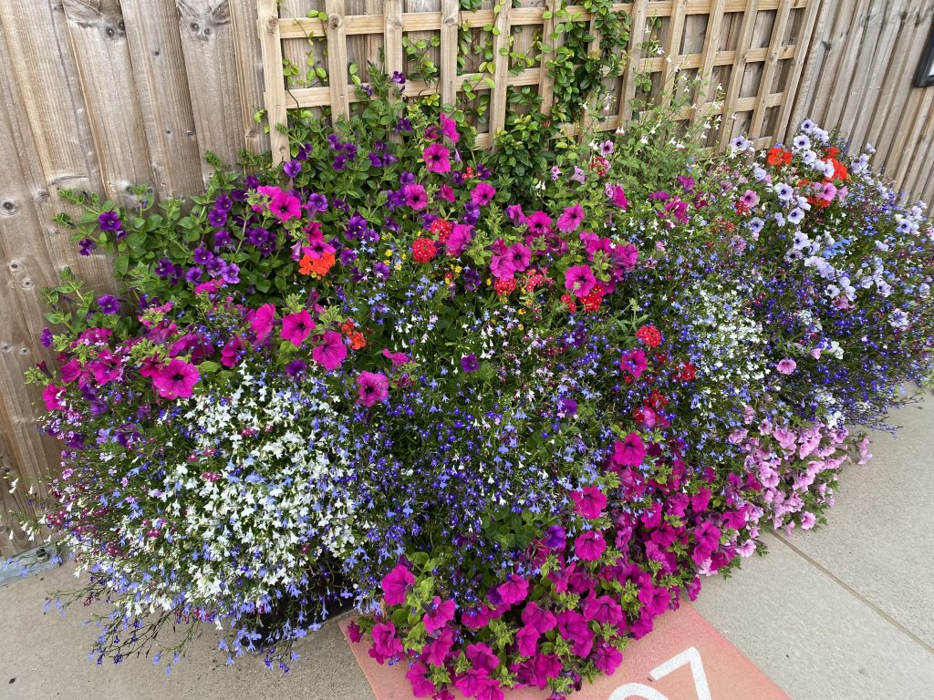 Stonehouse in Bloom has been awarded gold by the Heart of England in Bloom judges. IMG 3413 1 | Blooming marvellous: Stonehouse grab top gong