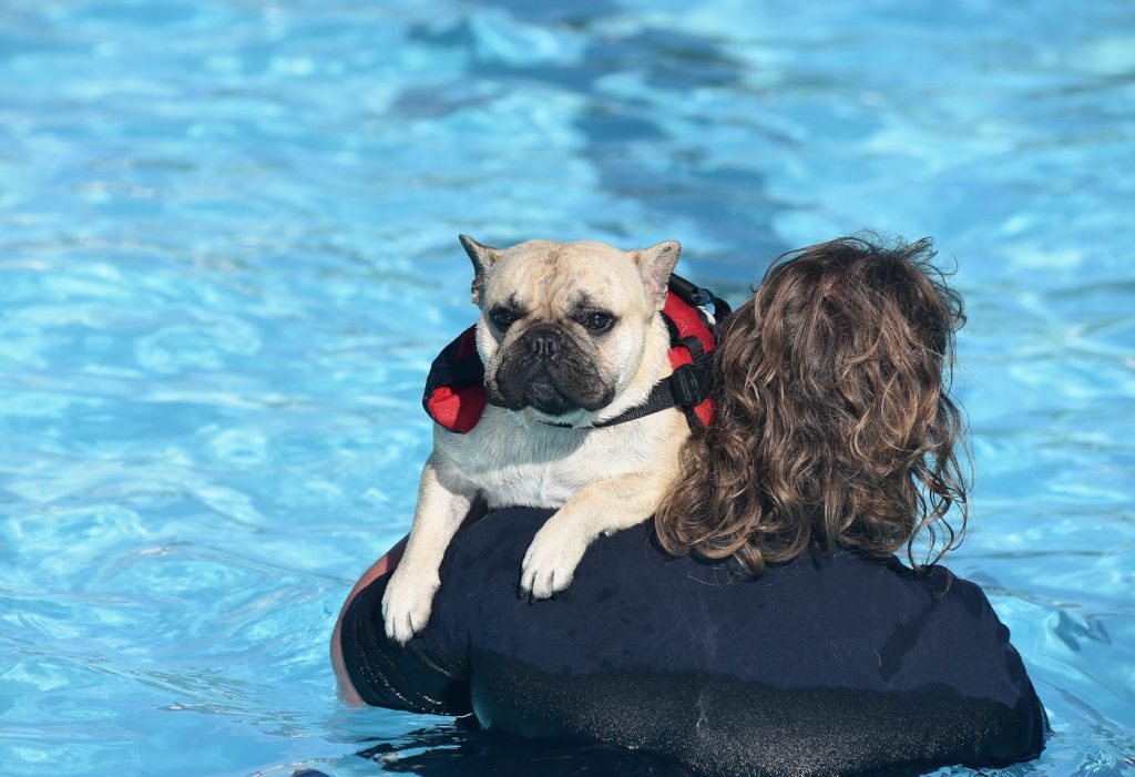 Can French Bulldog Swim?