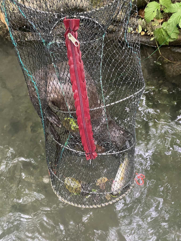 Graphic images of a drowned otter caught in an unlicensed trap have been release to Stroud Times. 347583708 10161050050342812 4064660214019446367 n | Warning: graphic images of drowned otter in unlicensed trap