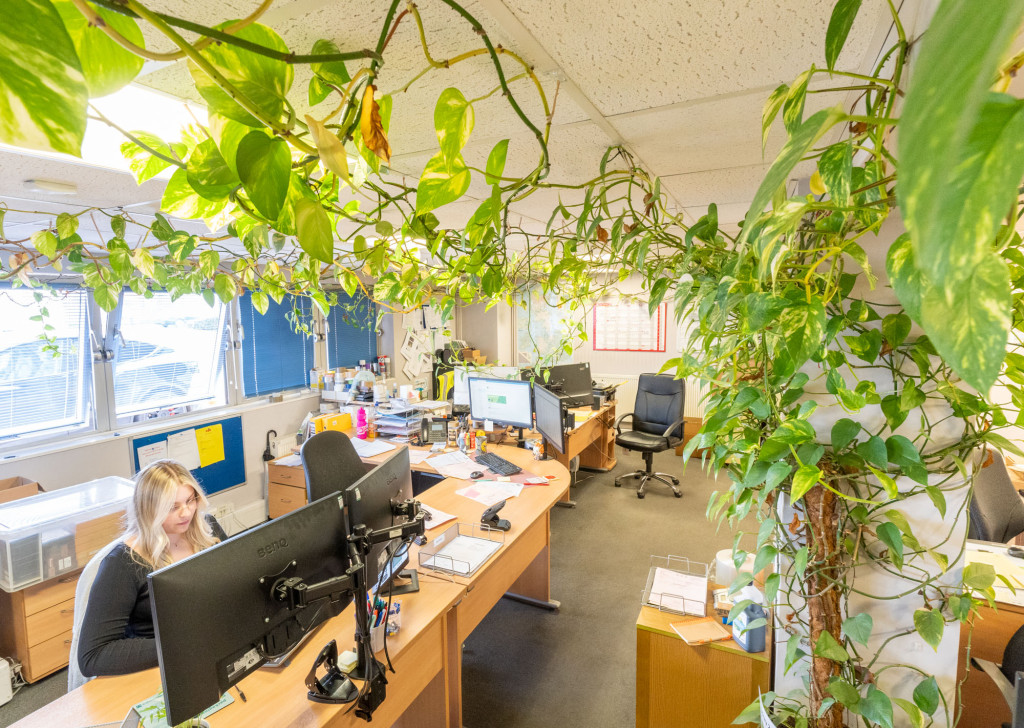 When the managing director of a Gloucestershire business brought a cutting from a pot plant into the office 15 years ago, little did he know that it would dominate the building and become a talking point. DSC08108 | Huge 'triffid' plant fills Stonehouse office