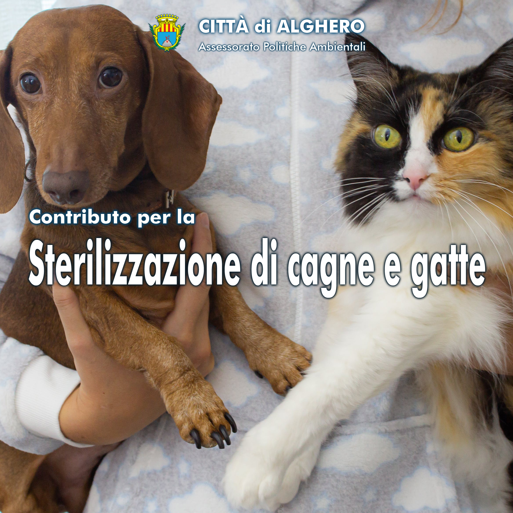 Sterilizzazione cagne e gatte