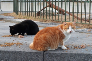 Gestire una colonia felina