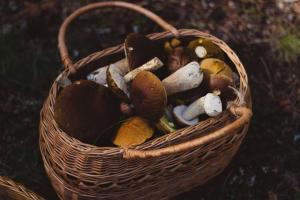 Chiedere il permesso per la raccolta dei funghi