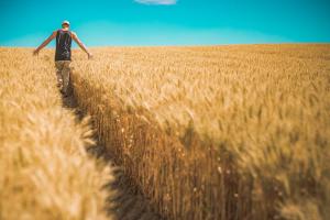 Certificato di imprenditore agricolo professionale (IAP)