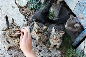 Occuparsi di una colonia felina